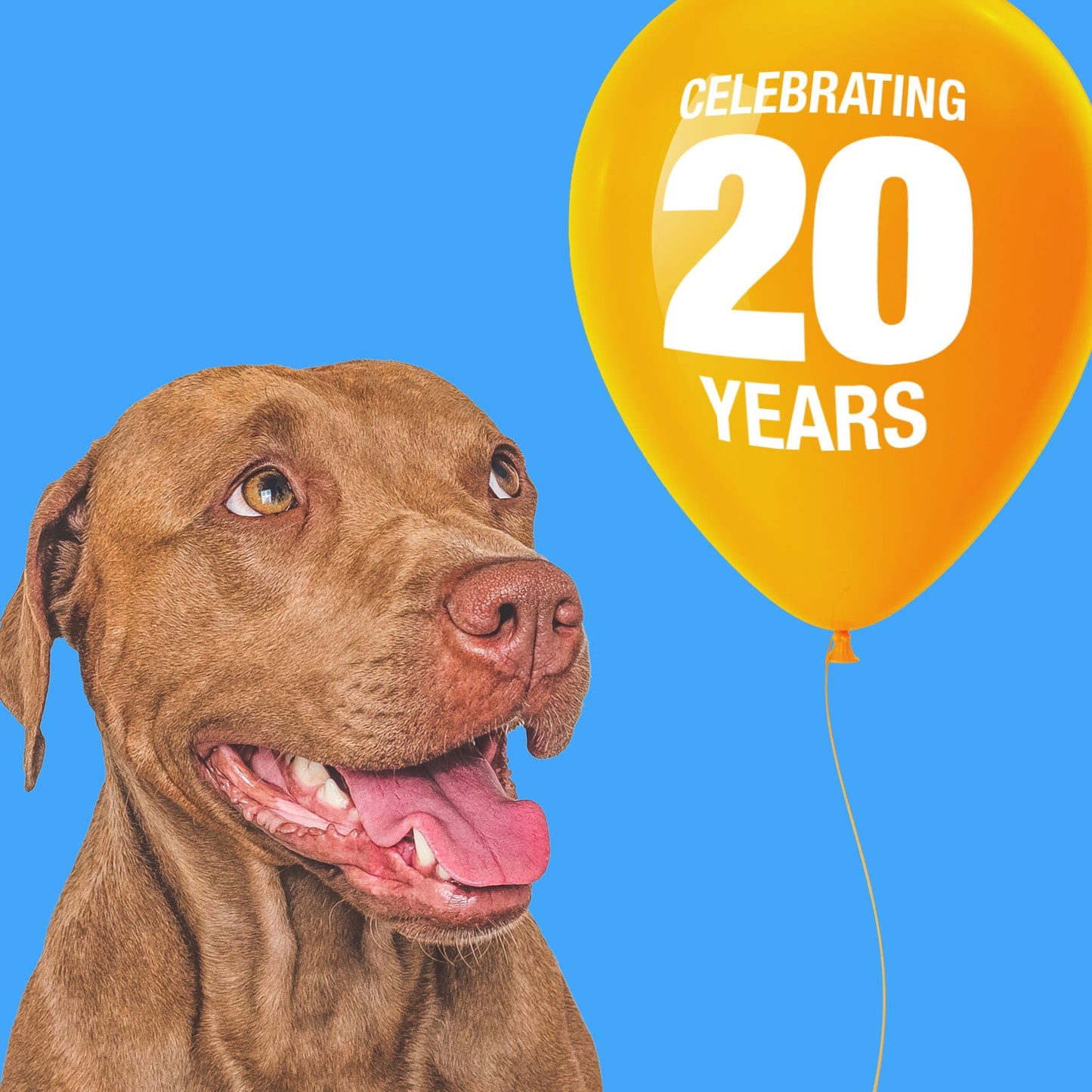 ValueBull USA Collagen Chips Dog Chews, Natural Long-Lasting Chicken Infused Dog Treats, 25 Count