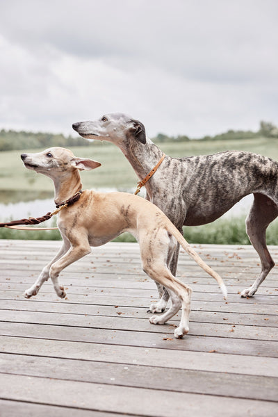 Robin Dog Collar Large - Natural