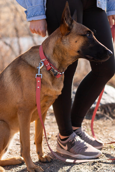 Modern Style Quick-Release Leather Dog Collar