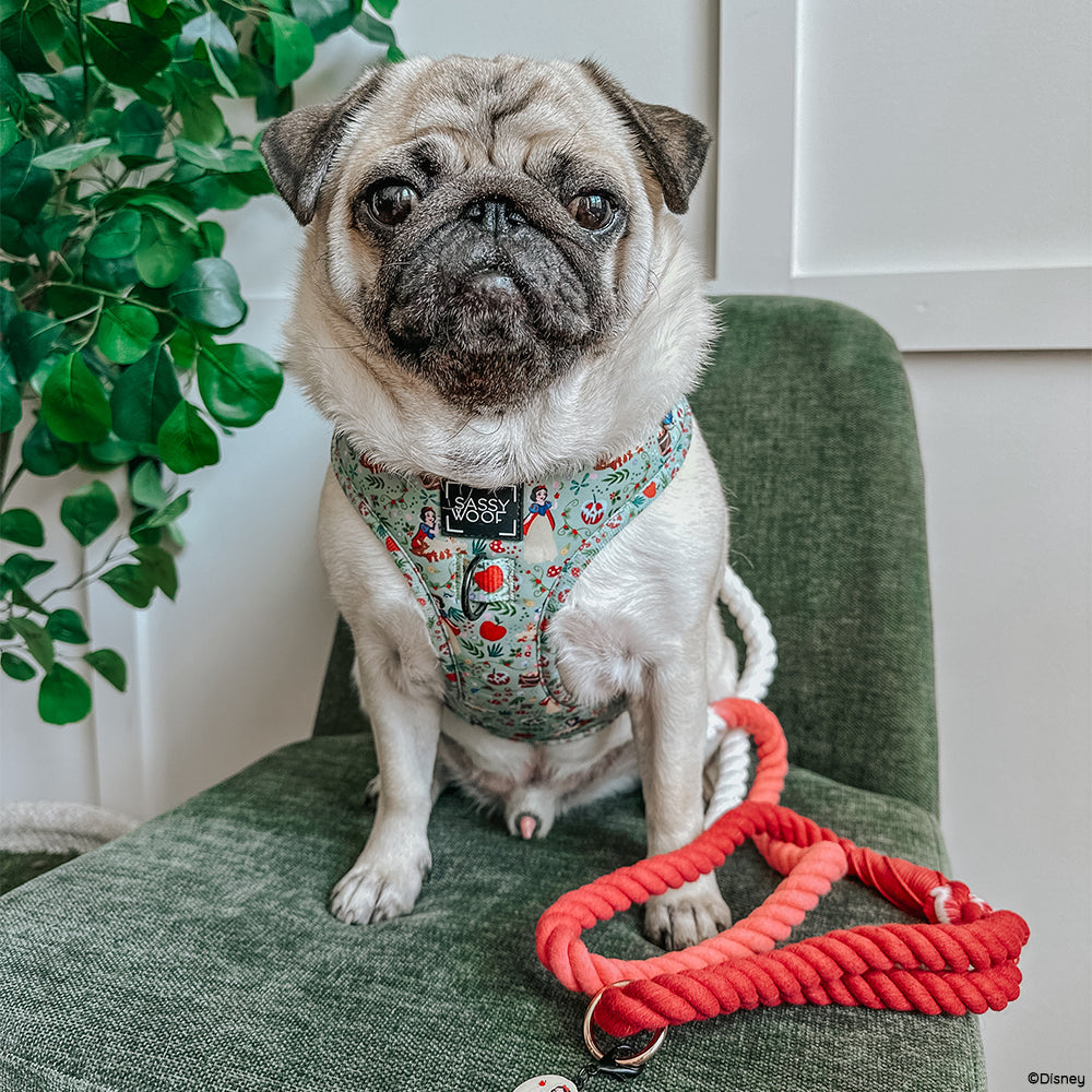 Dog Rope Leash - Disney's Snow White