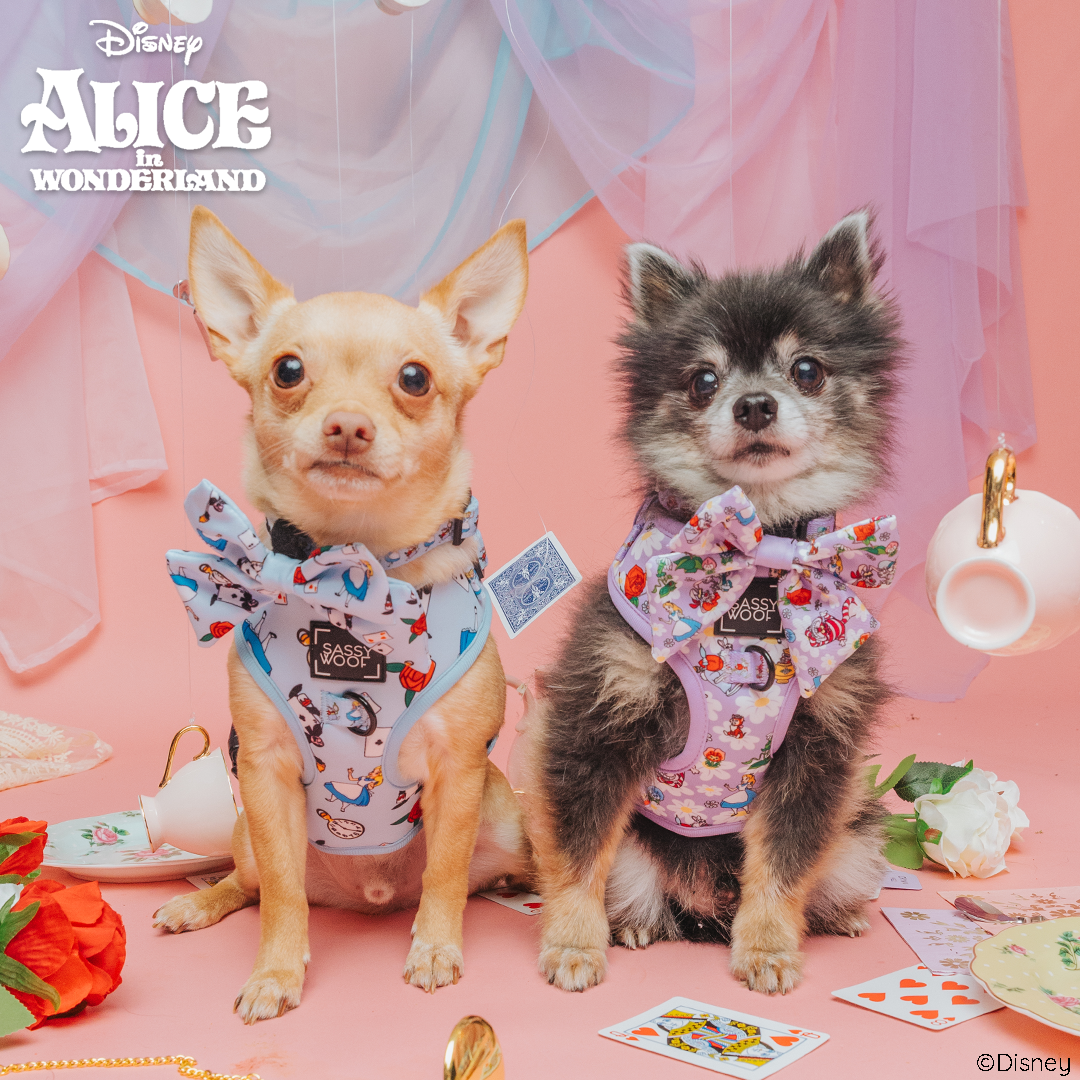 Dog Collar - Alice in Wonderland (Blue)