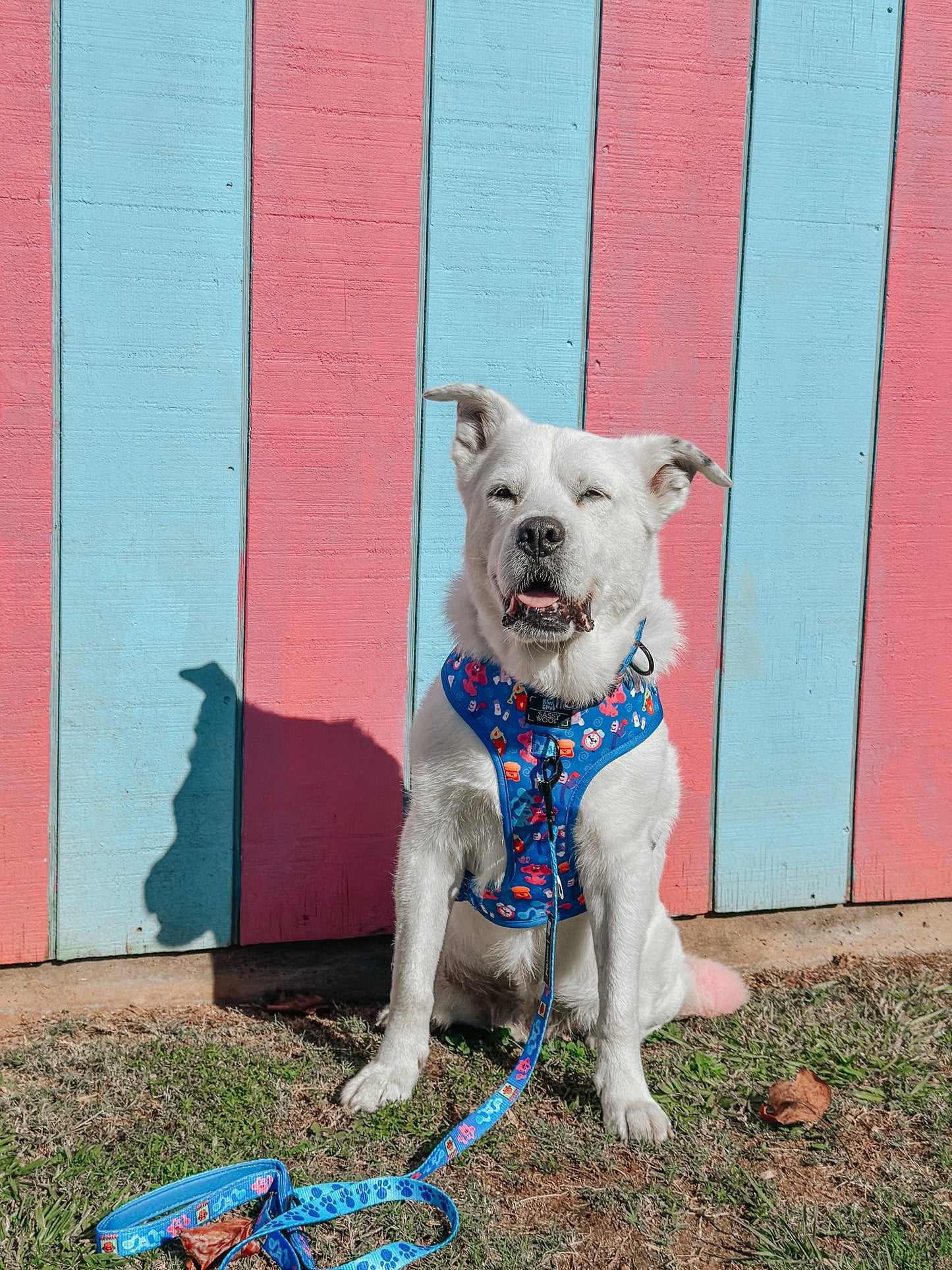 Dog Collar - Blue's Clues™