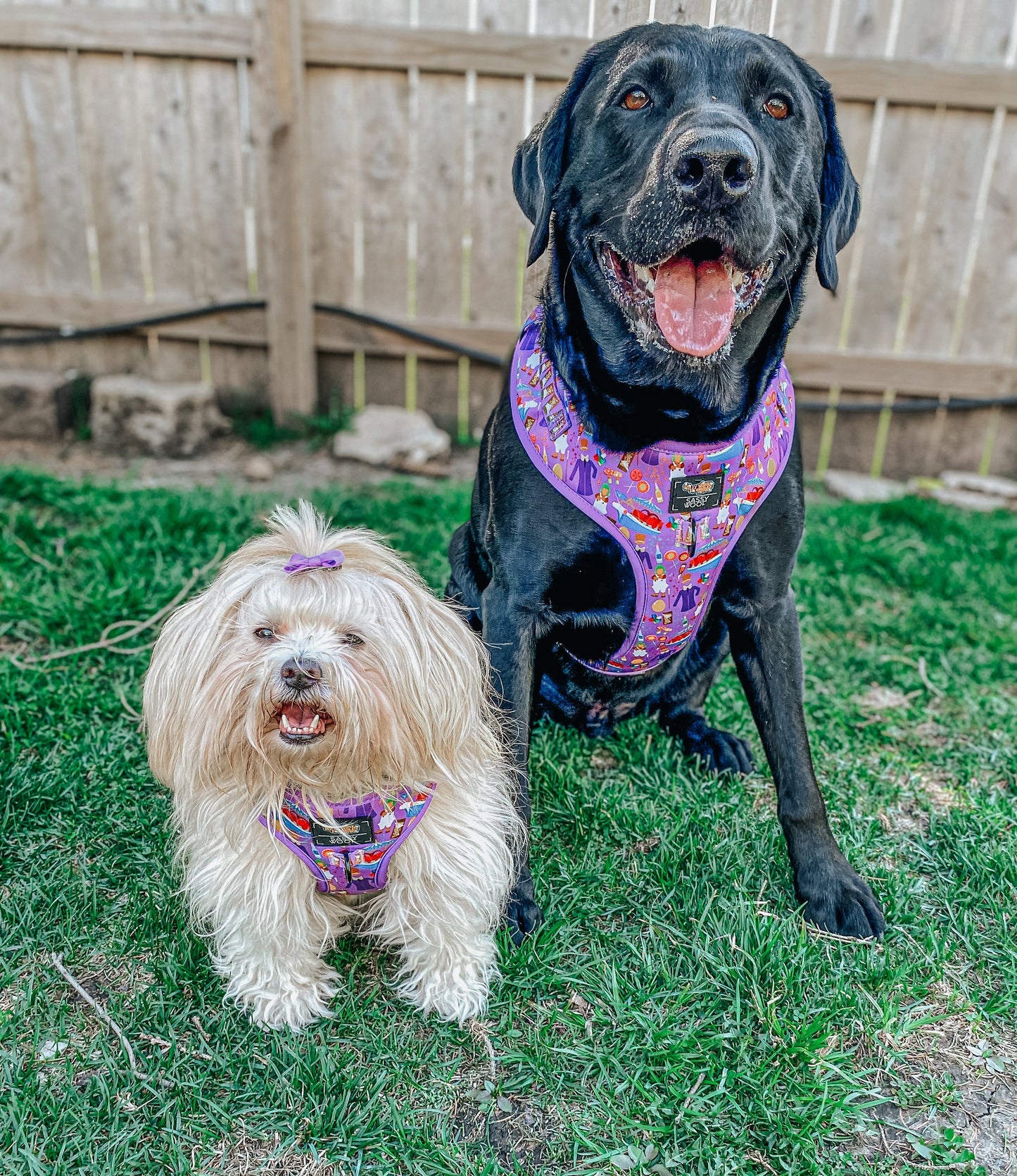 Dog Adjustable Harness - Willy Wonka & The Chocolate Factory™