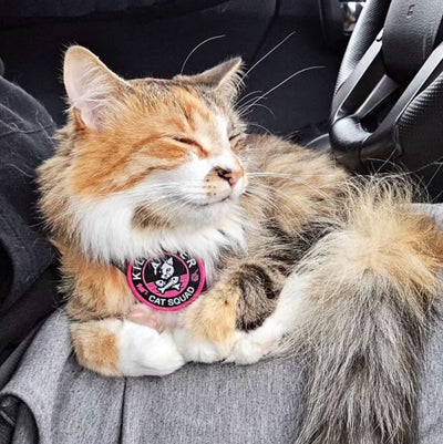 Cat Squad Pink and Black - Morale Patch