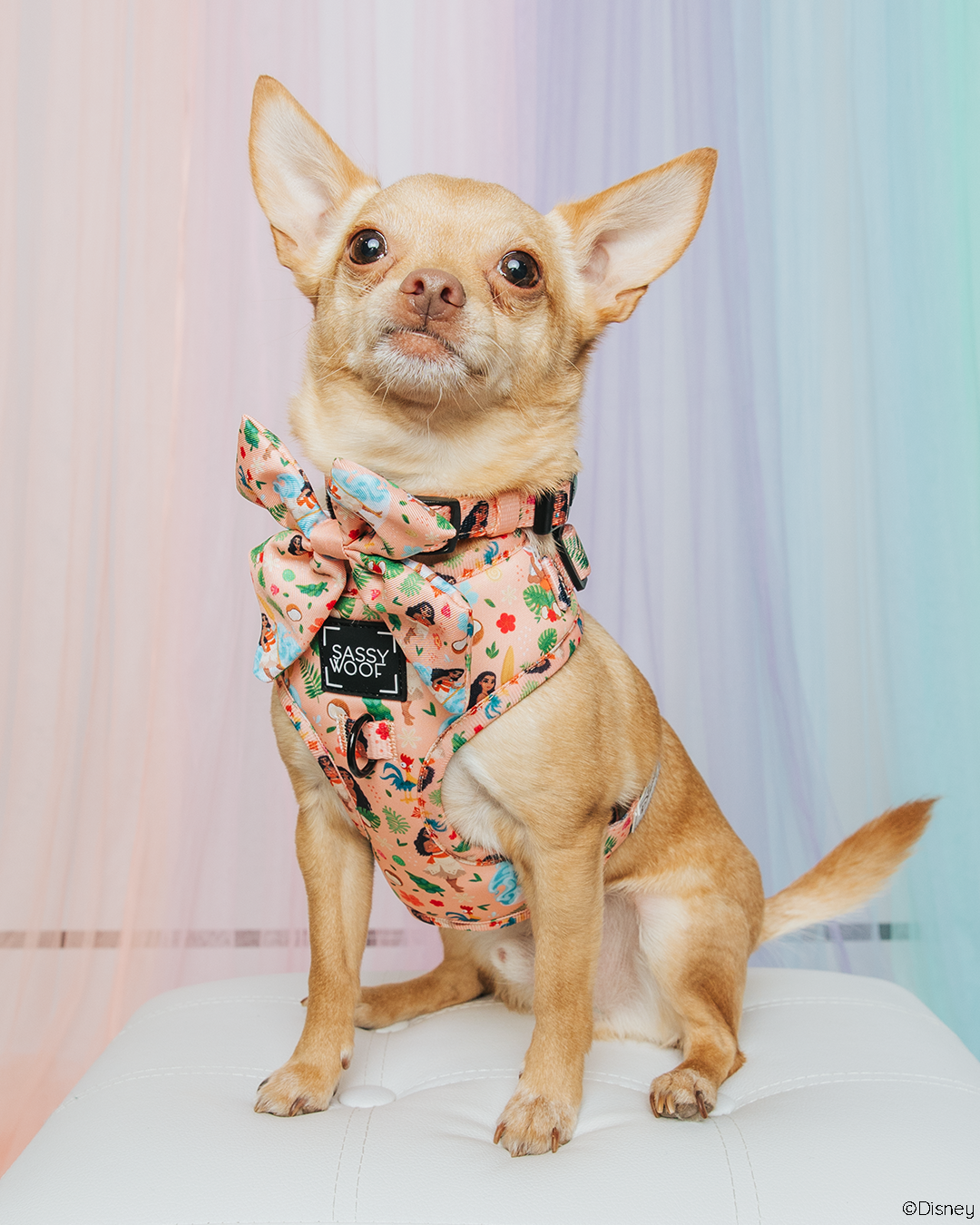 Dog Collar - Disney's Moana