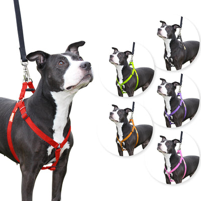 Step in Dog Harness by cuteNfuzzy®