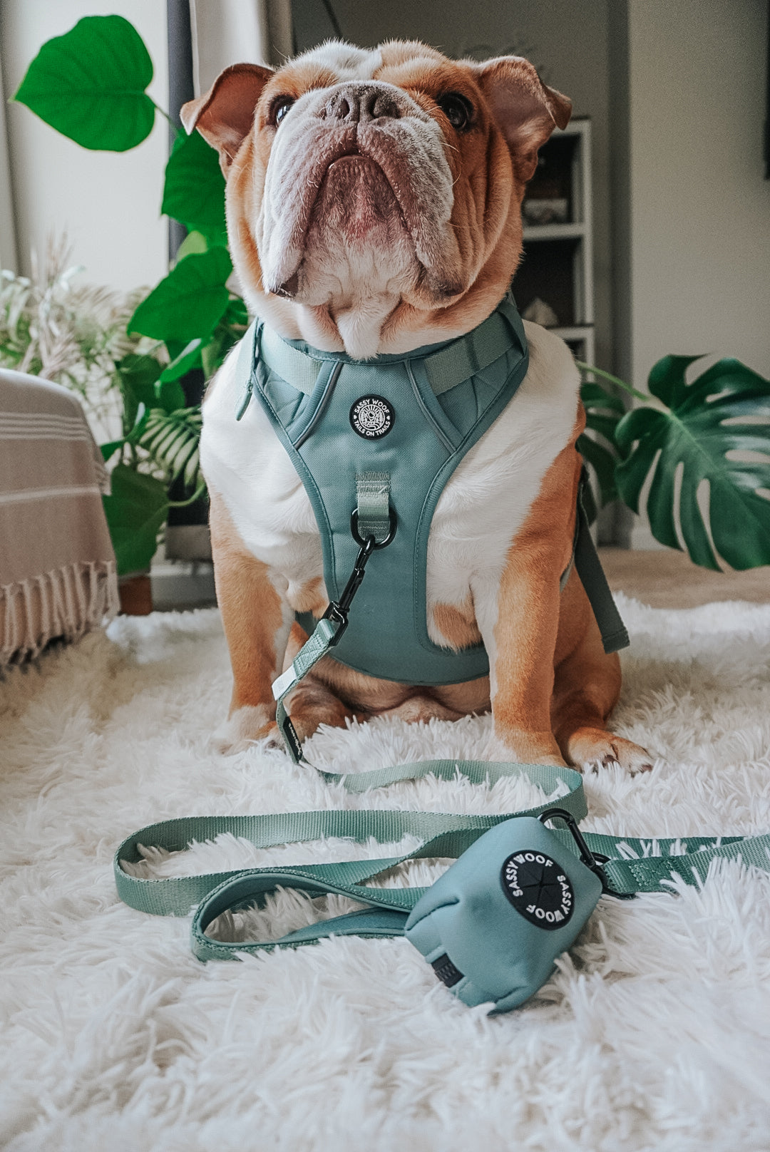 Dog Step-in Harness - Sage