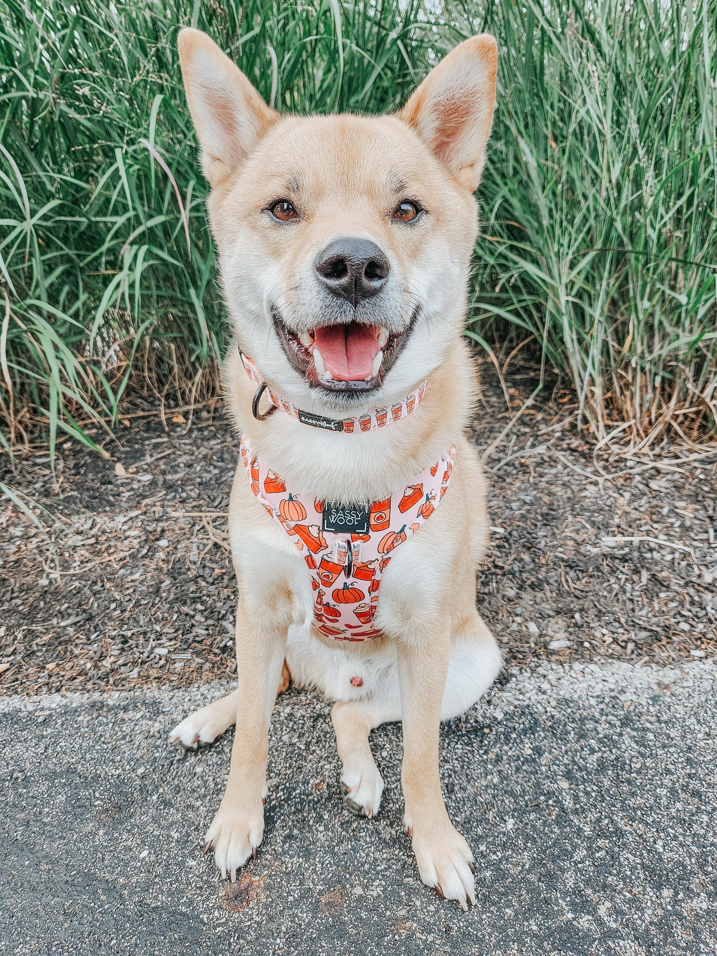 Dog Collar - Pie There!