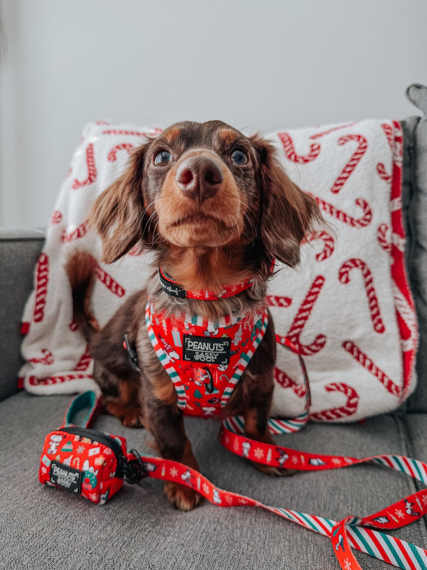 Dog Collar - Peanuts™ Beagle Bells