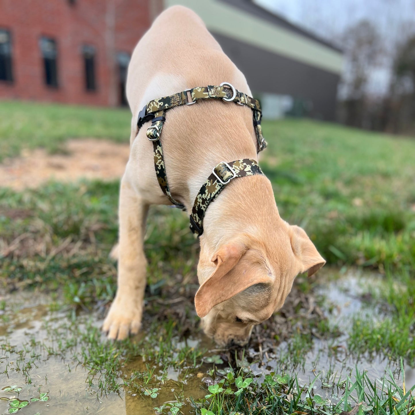 Archie Loves Mud Dog Collar – EarthStyle