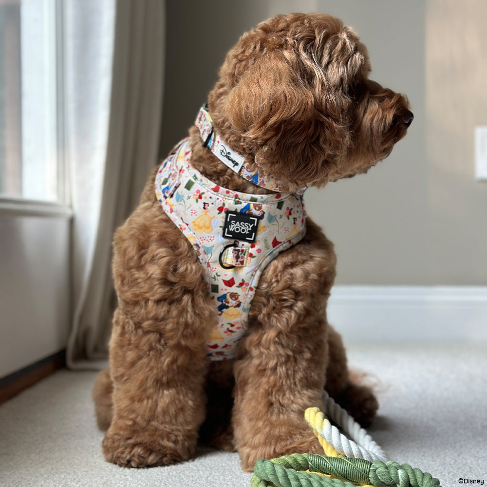 Dog Collar - Disney's Belle