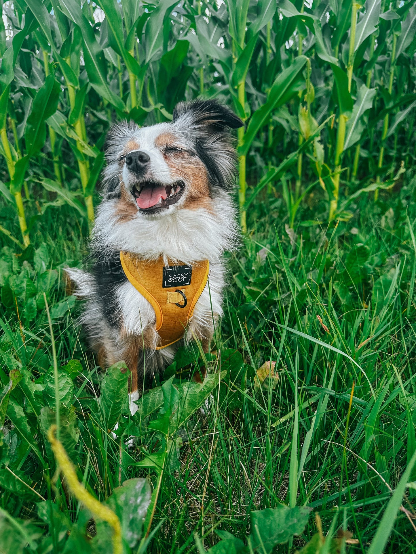 Dog Adjustable Harness - Sunflower Fields