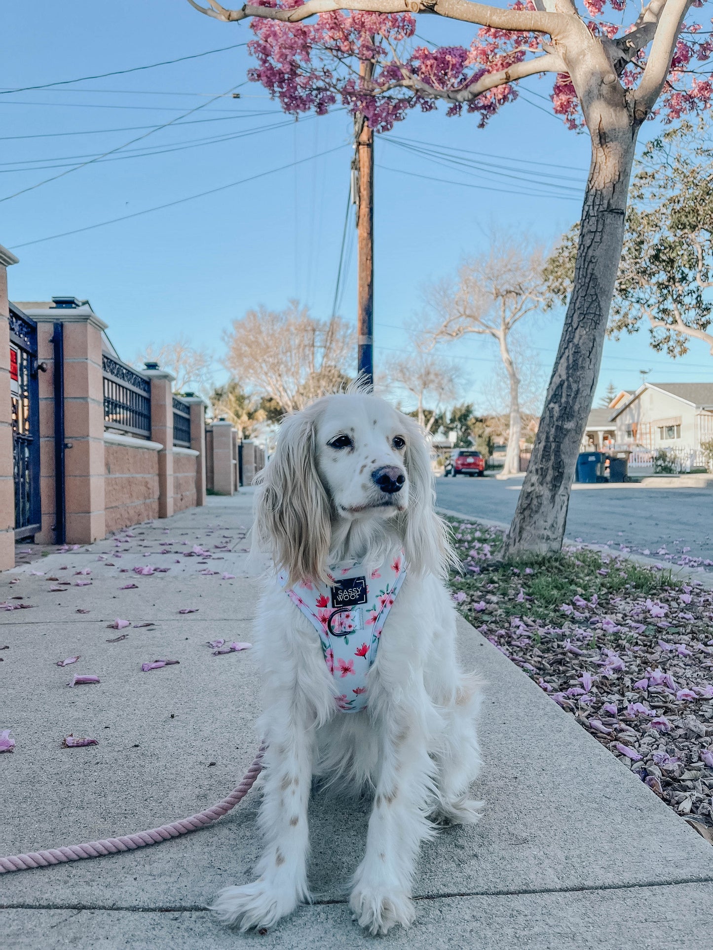 Dog Rope Leash - Lavender