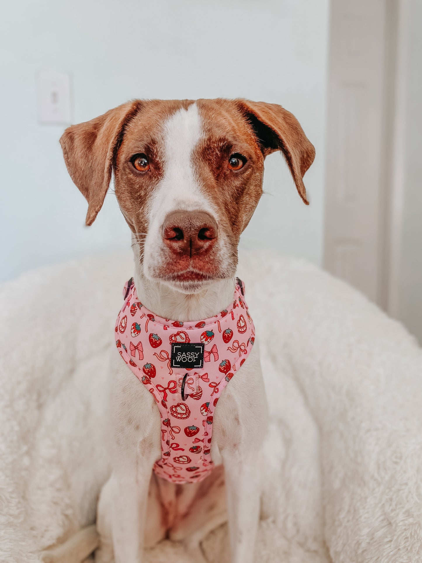 Dog Adjustable Harness - Sweet Treats
