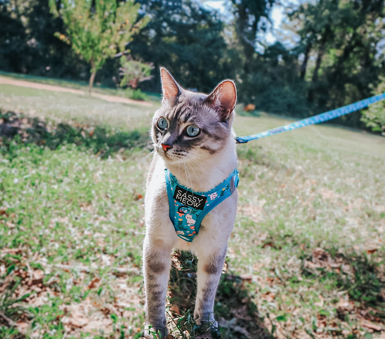 Cat Leash - Purrs & Petals