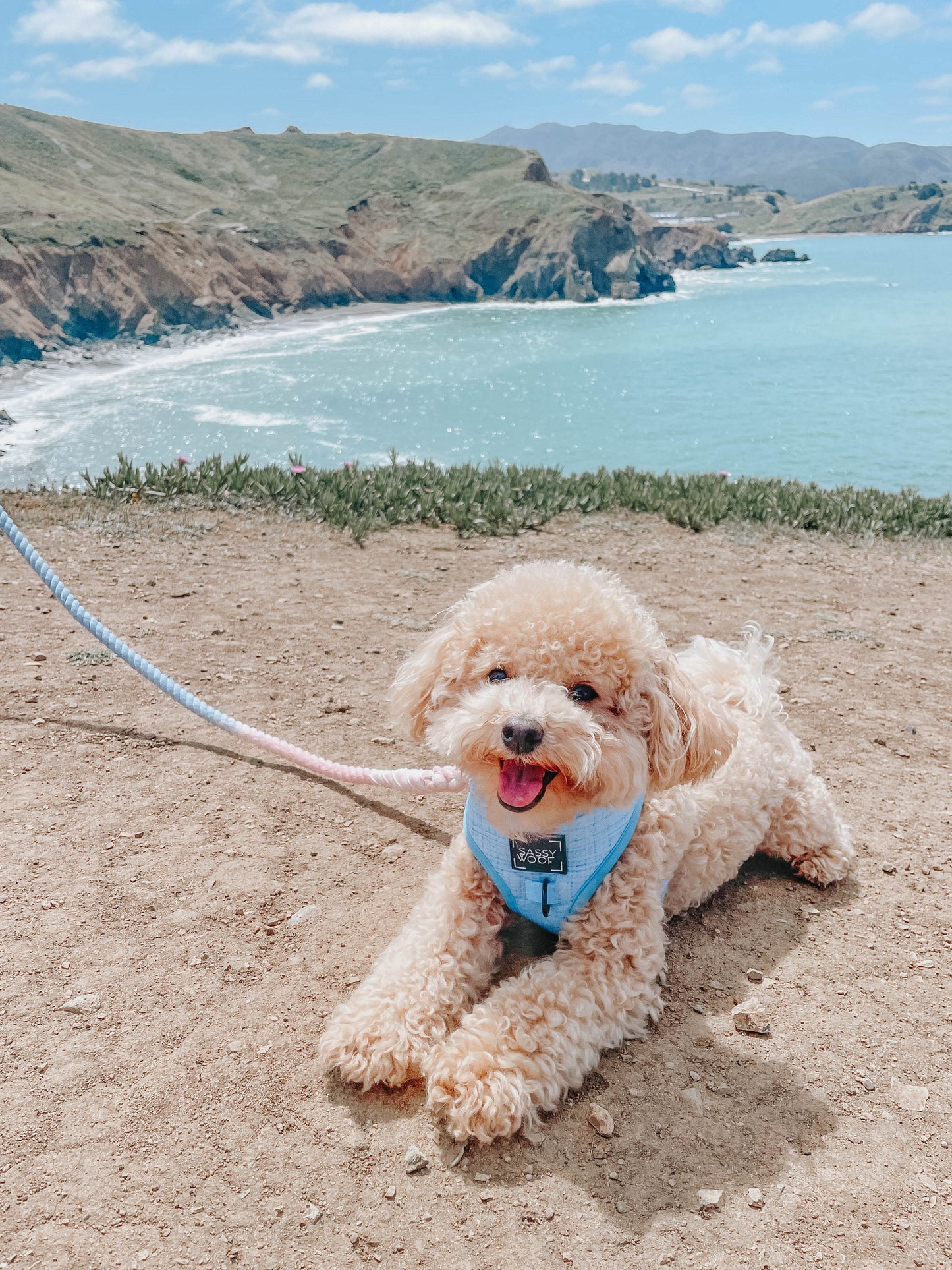 Dog Rope Leash - Peony