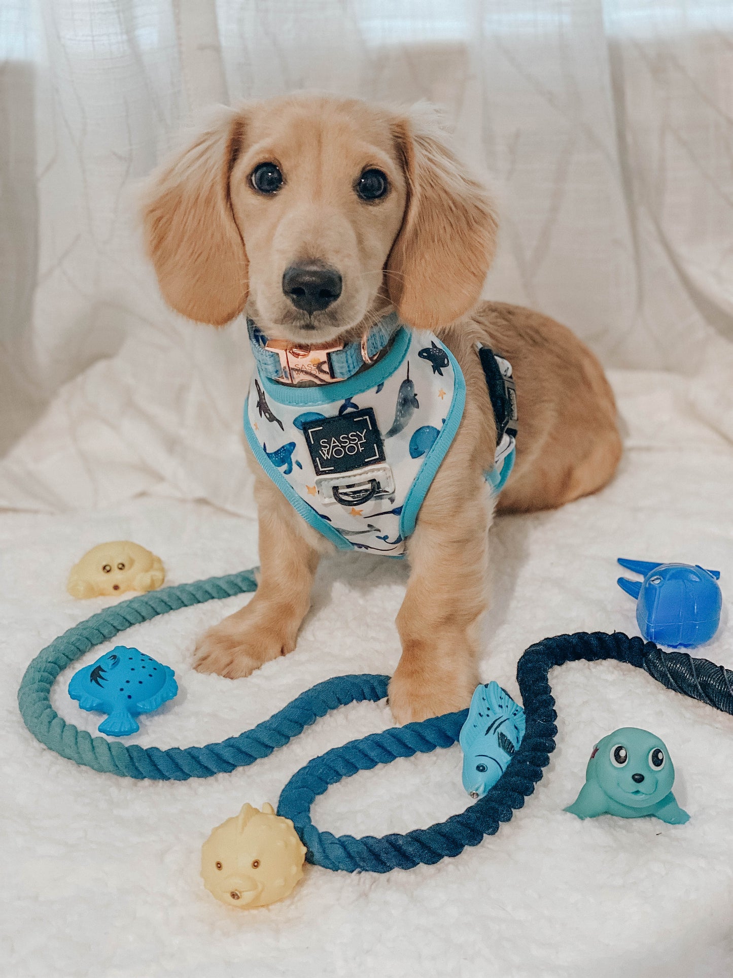Dog Rope Leash - Romeo