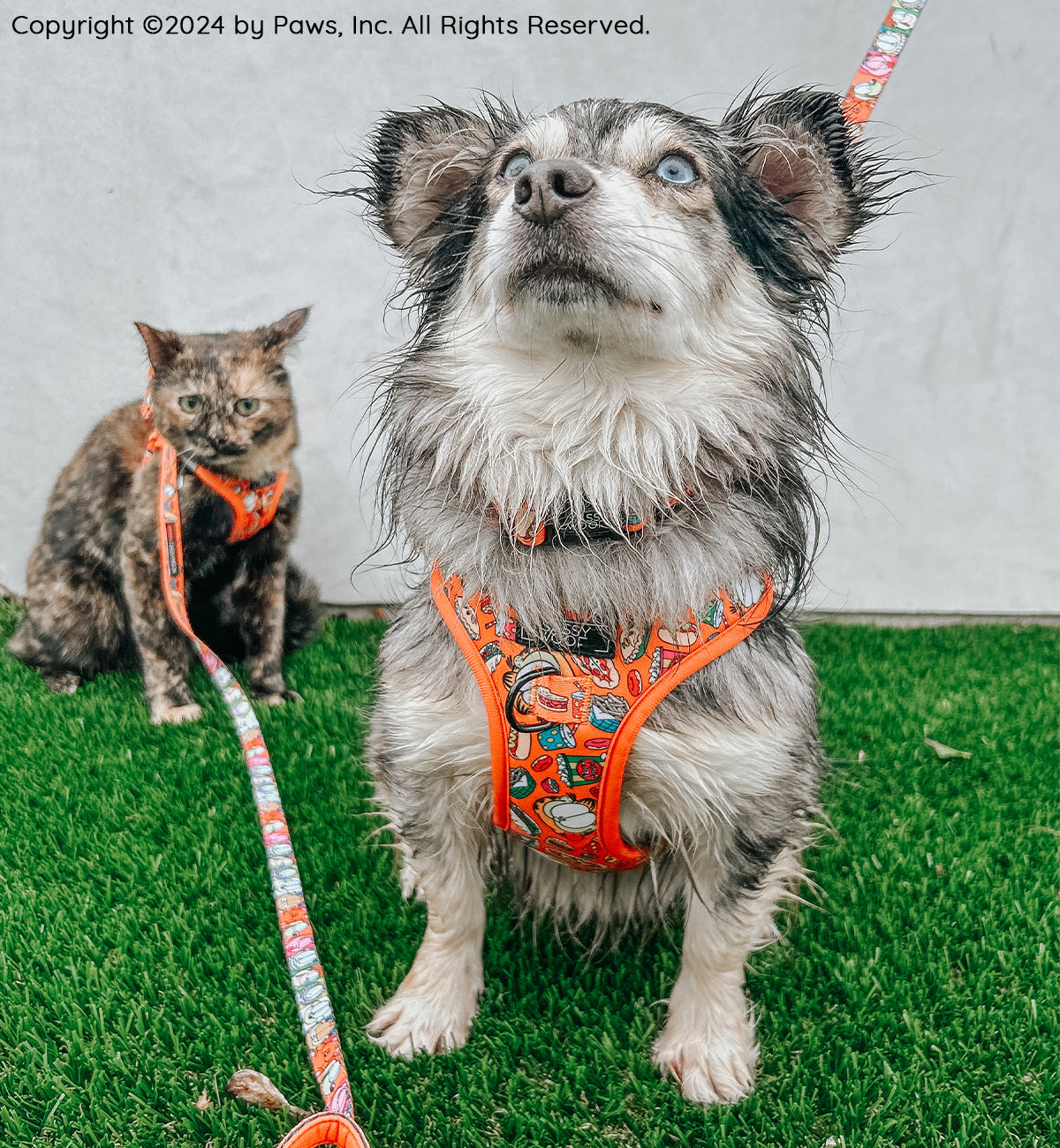 Dog Collar - Garfield™