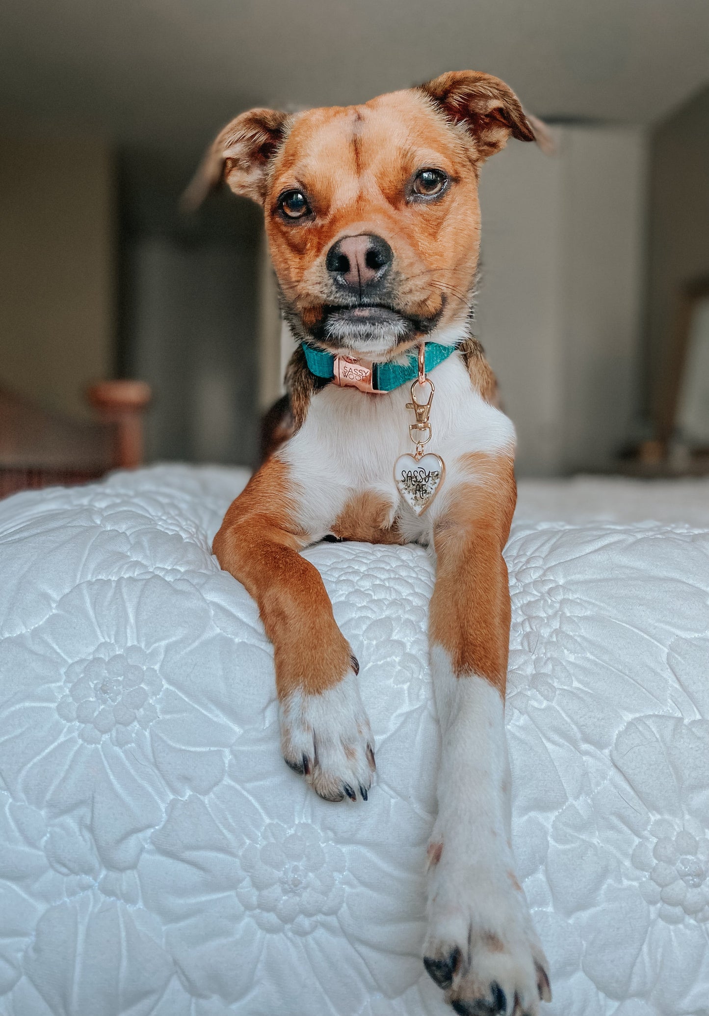 Dog Collar - Napa