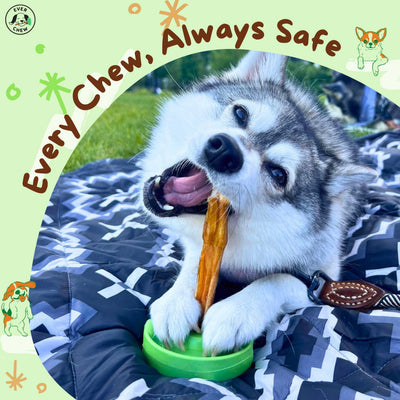 SafetyChew Small Dog Starter Pack: Pin-Lock Bully Stick Holder + All-Natural Bully Sticks for Dogs Under 16lbs