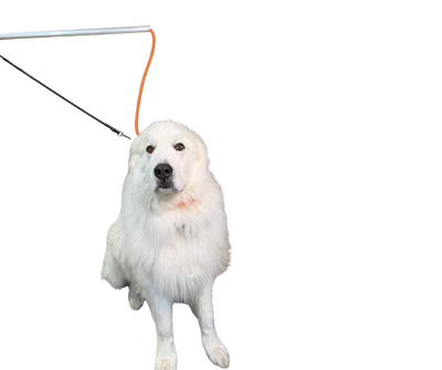 Standard Leash Pole