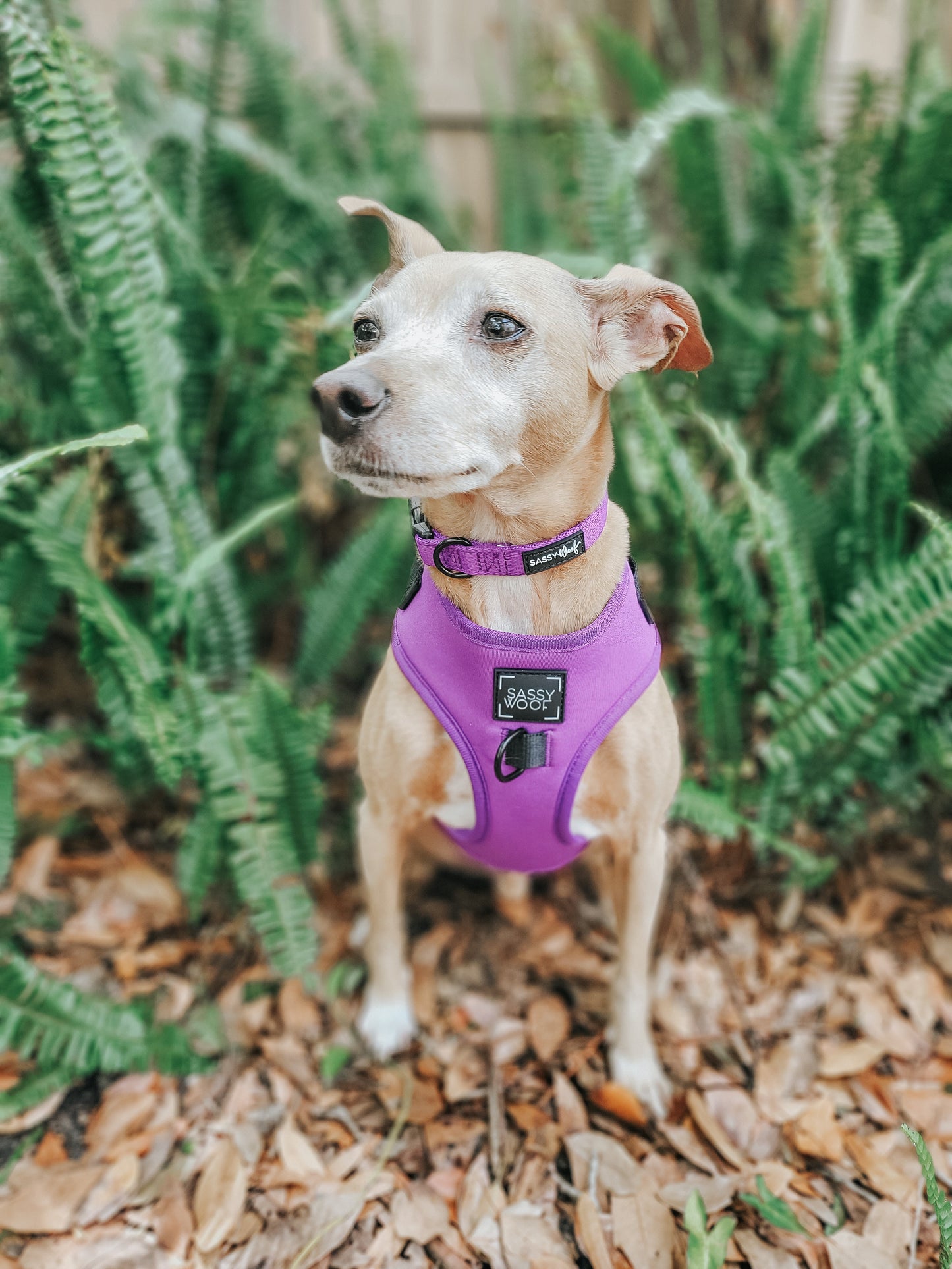 Dog Adjustable Harness - Neon Purple