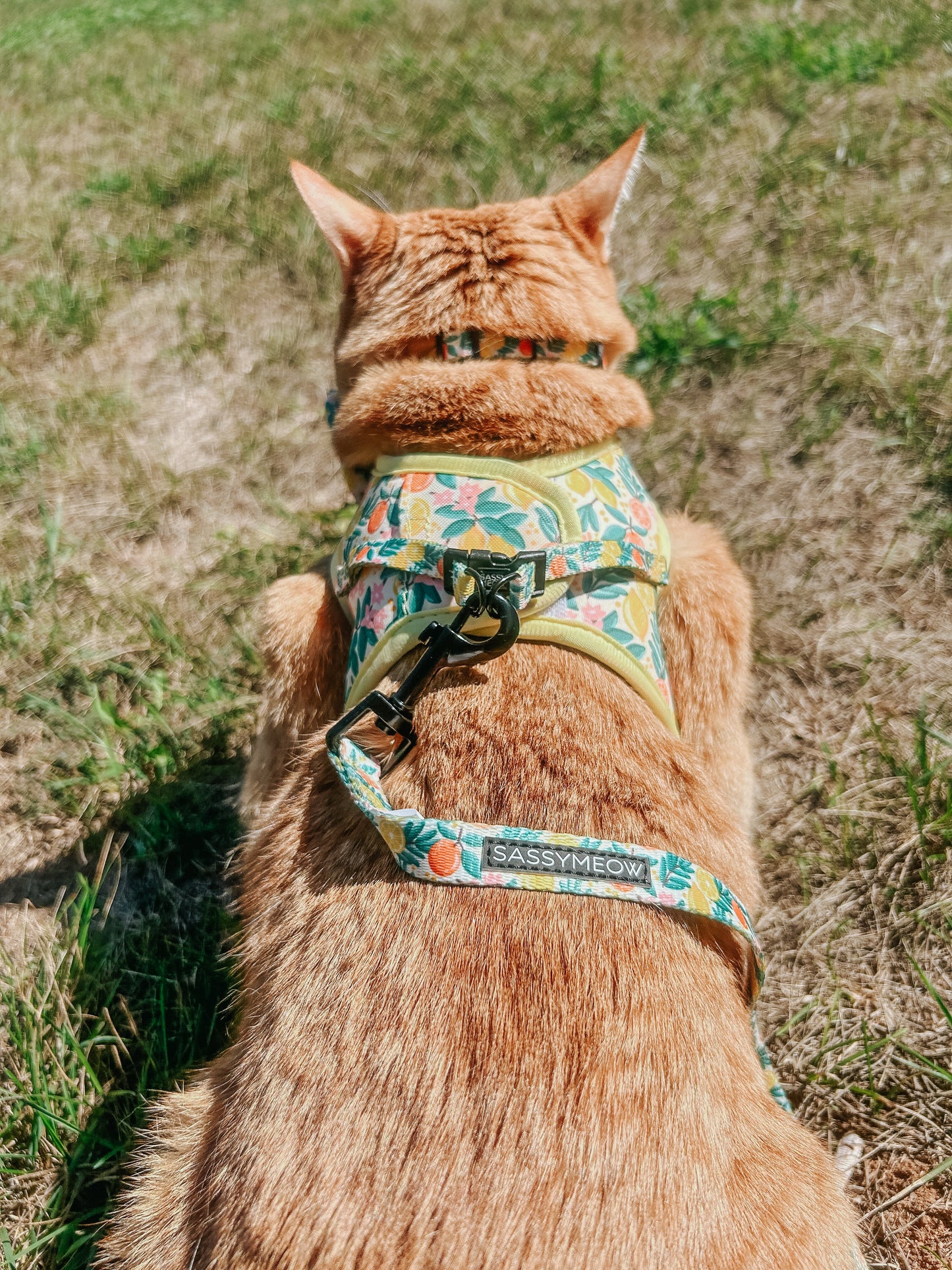 Cat Collar - Zest Friends