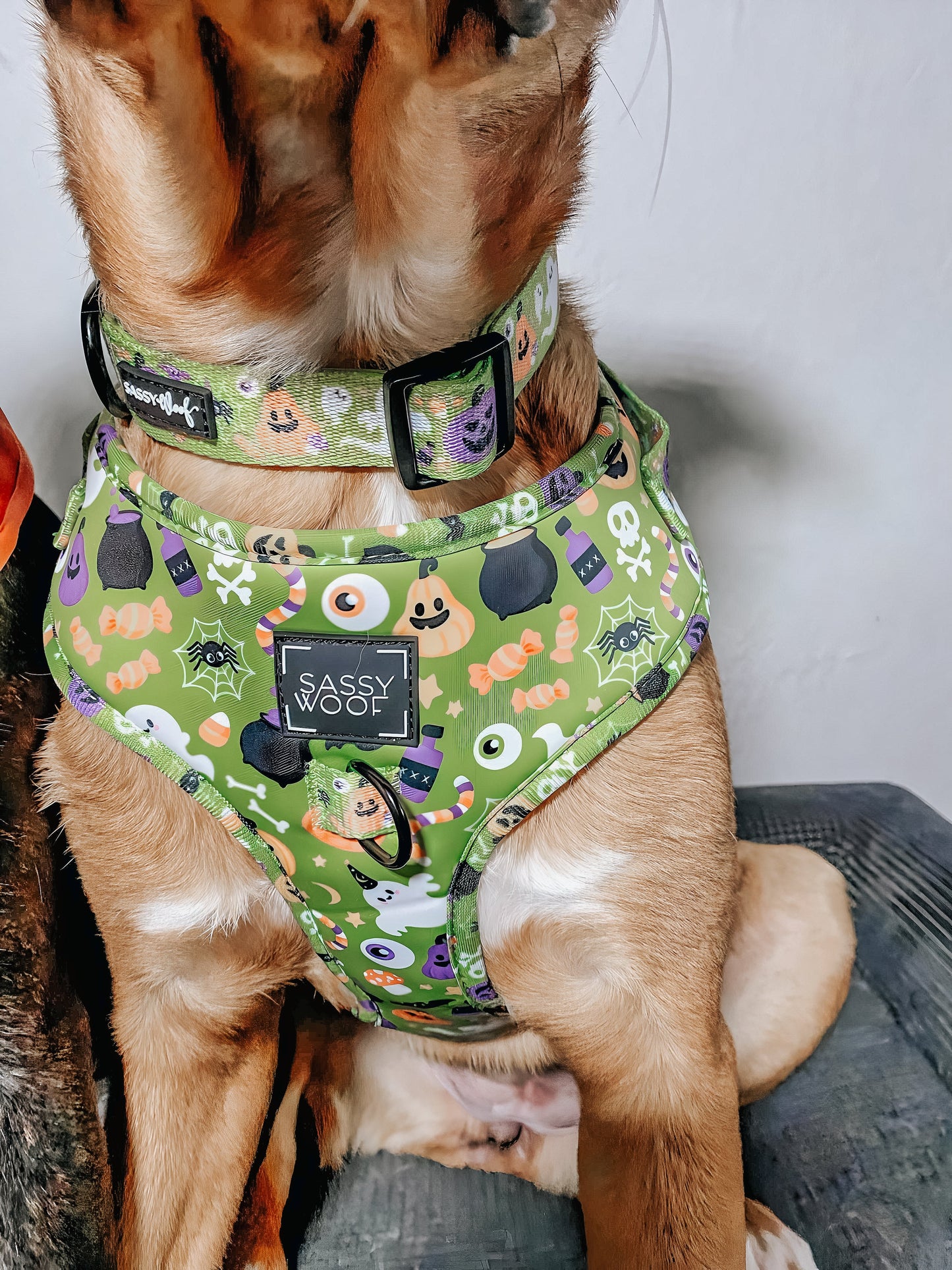 Dog Collar - Haunt Mess