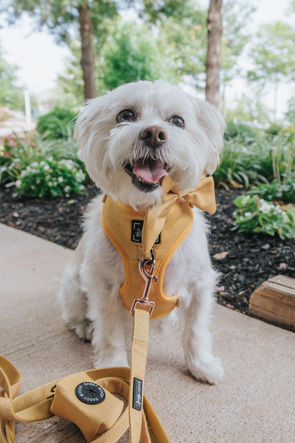 Dog Collar - Sunflower Fields