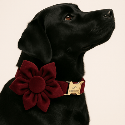 Red Wine Velvet Set