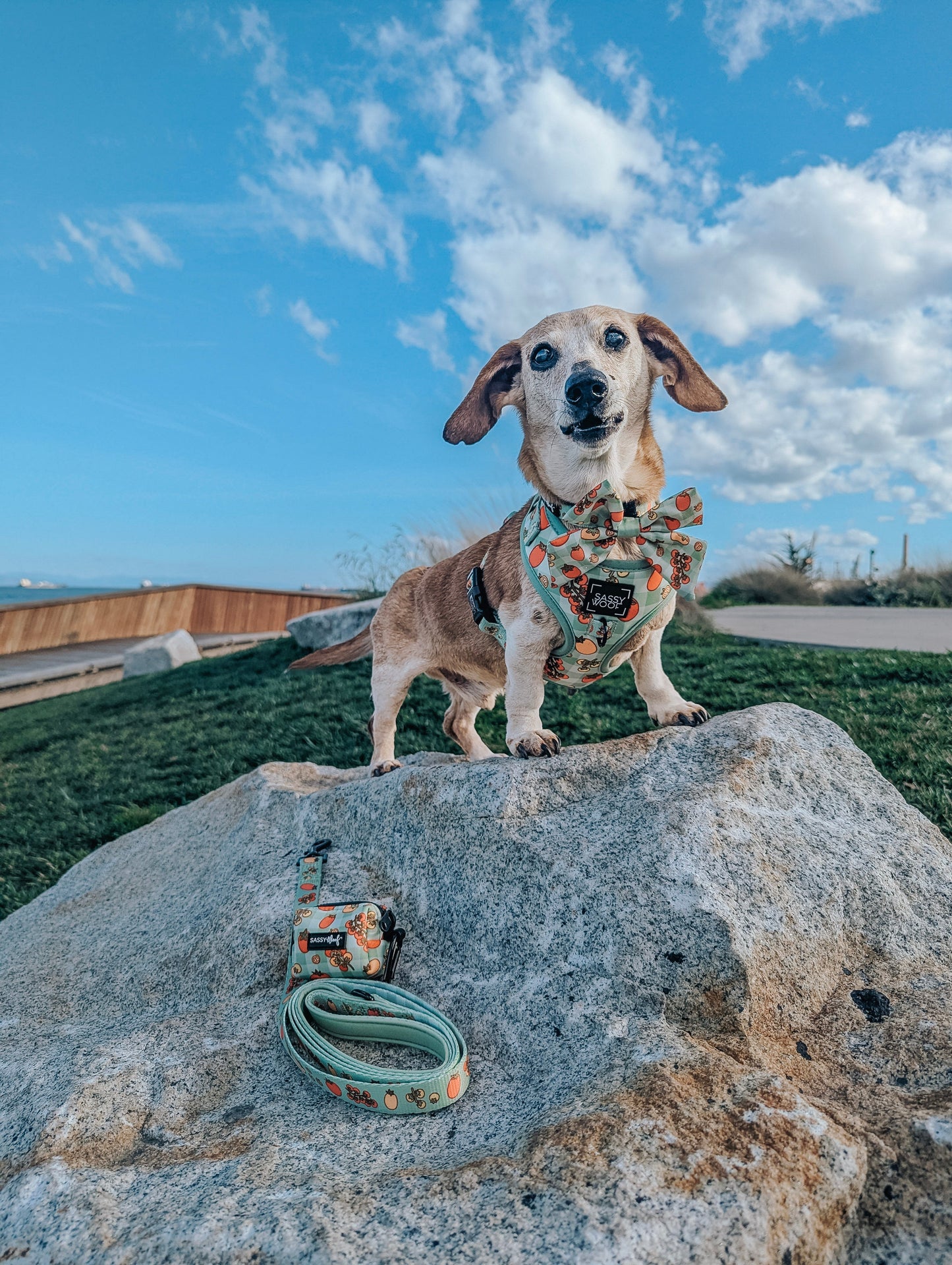 Dog Collar - Feeling Vine