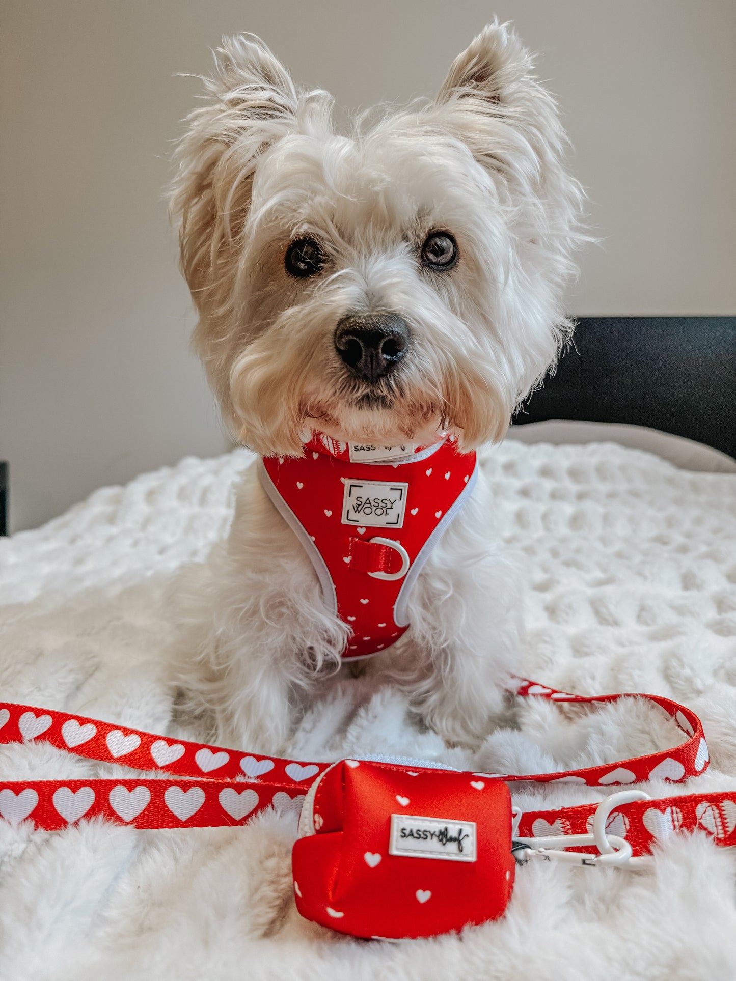 Dog Collar - Little Love