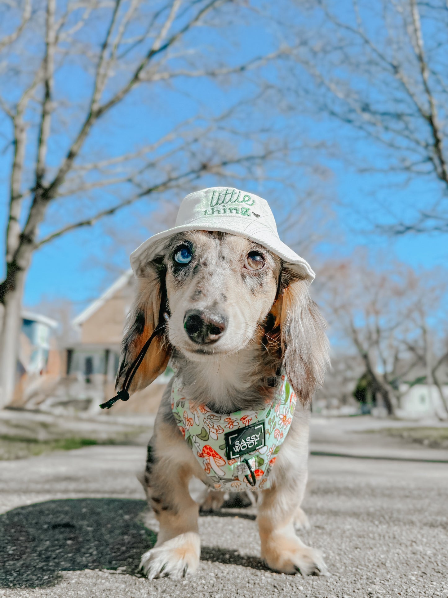 Dog Bucket Hat - Little Thing