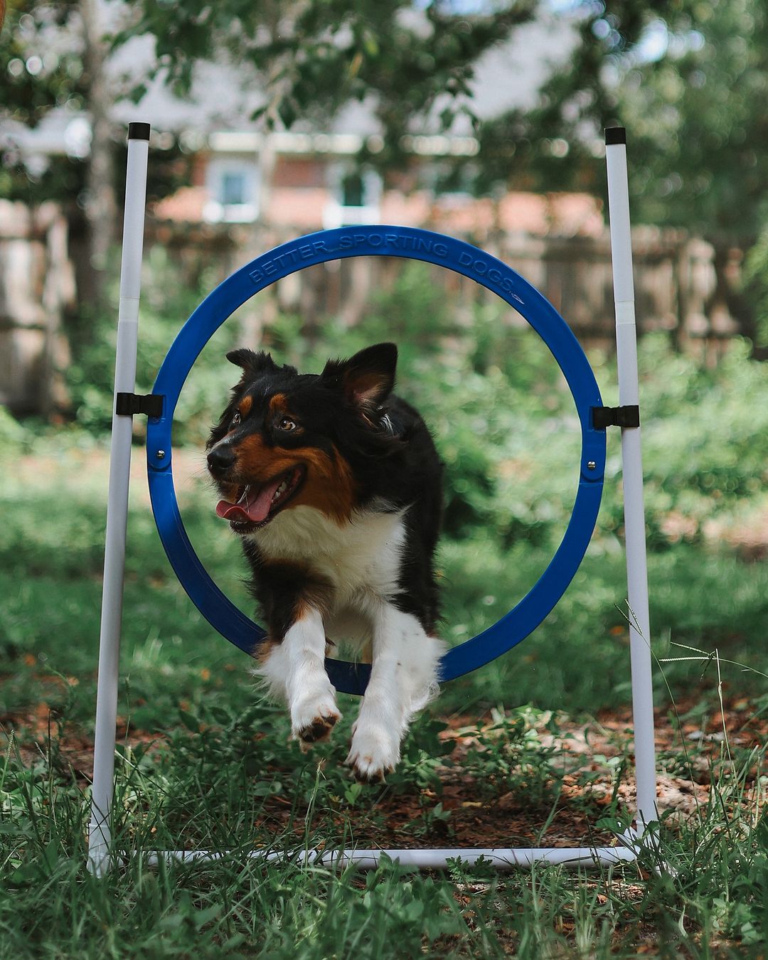 Better Sporting Dogs Upgraded Dog Agility Set – 7 Piece Training Kit with Safety Breakaway Tire Jump, Displacement Bar Jumps, Tunnels, Weave Poles & Pause Box