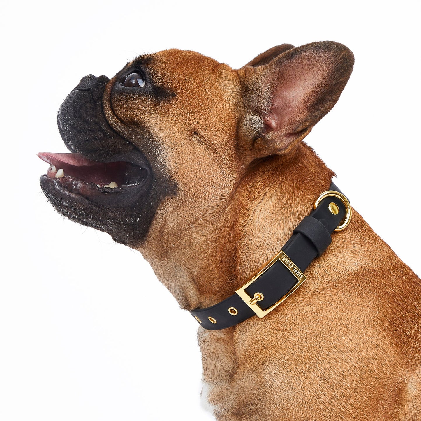 Collar Midnight Black