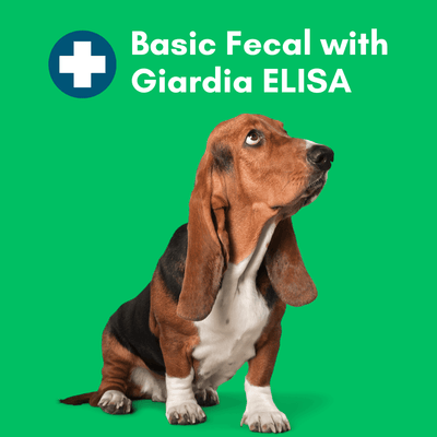 Basic Fecal Parasite Screen + Giardia ELISA - At-Home Pet Lab Test | Kedi Labs