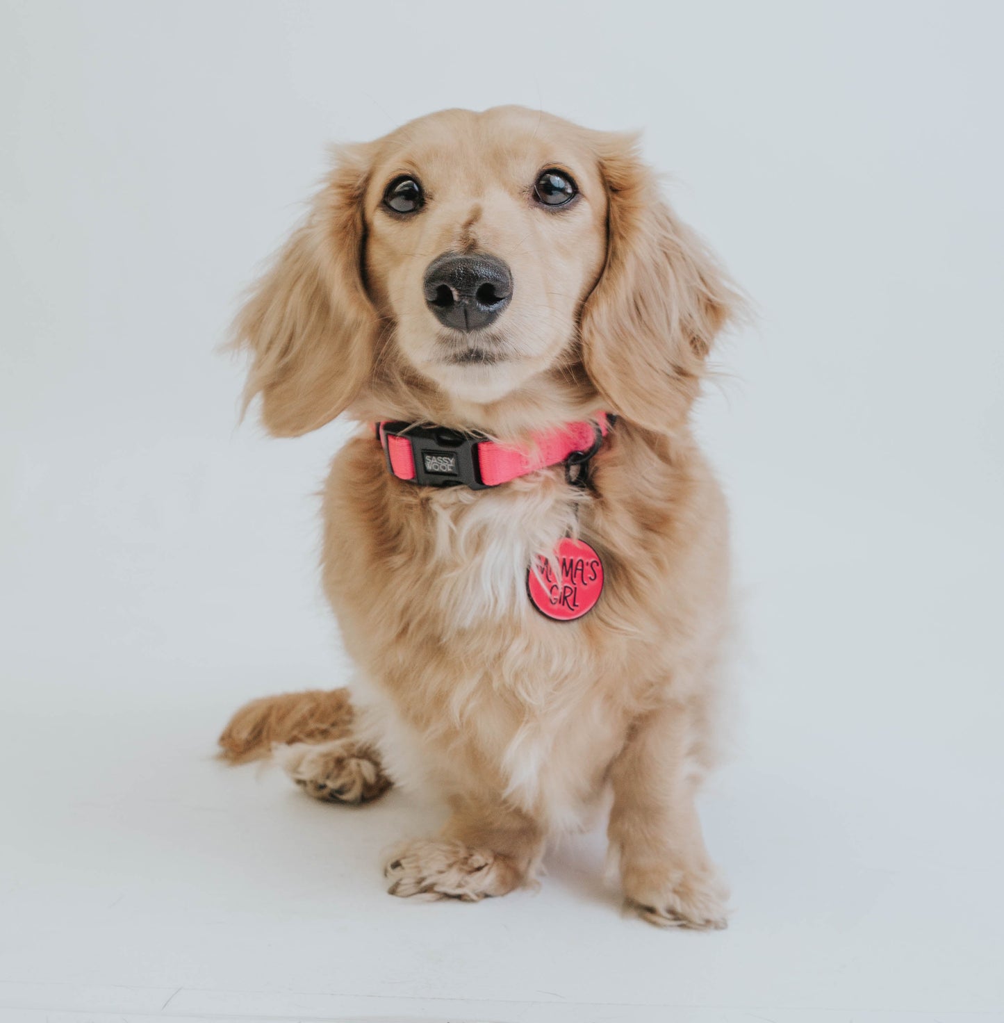 Dog Collar - Neon Pink