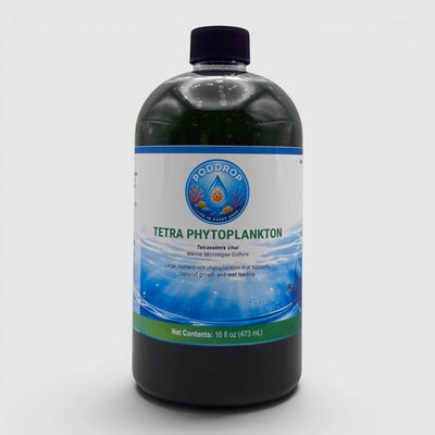 Tetraselmis chui Phytoplankton Culture