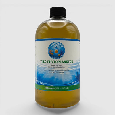 Tisochrysis lutea Phytoplankton Culture