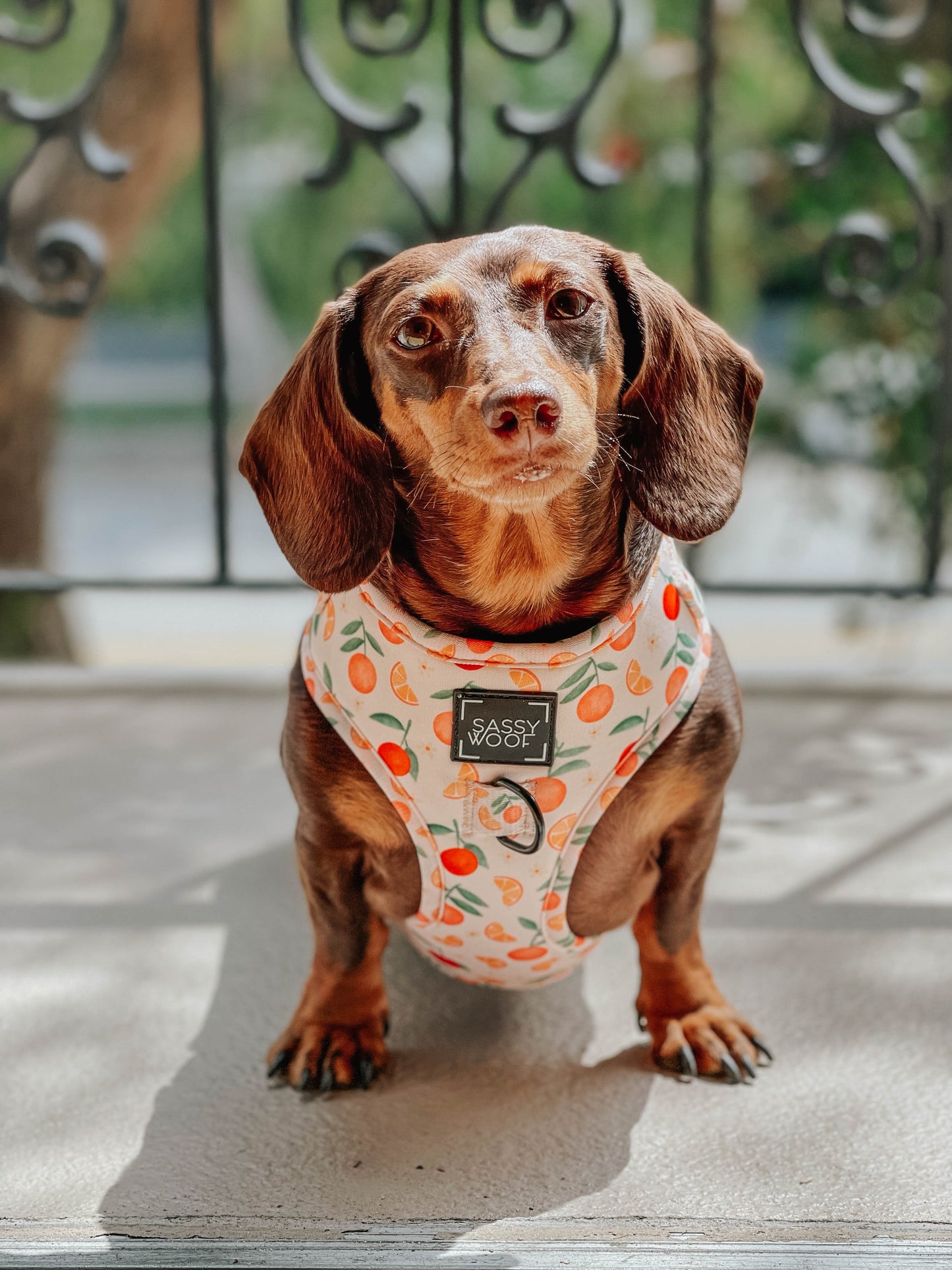 Dog Adjustable Harness - Simply the Zest