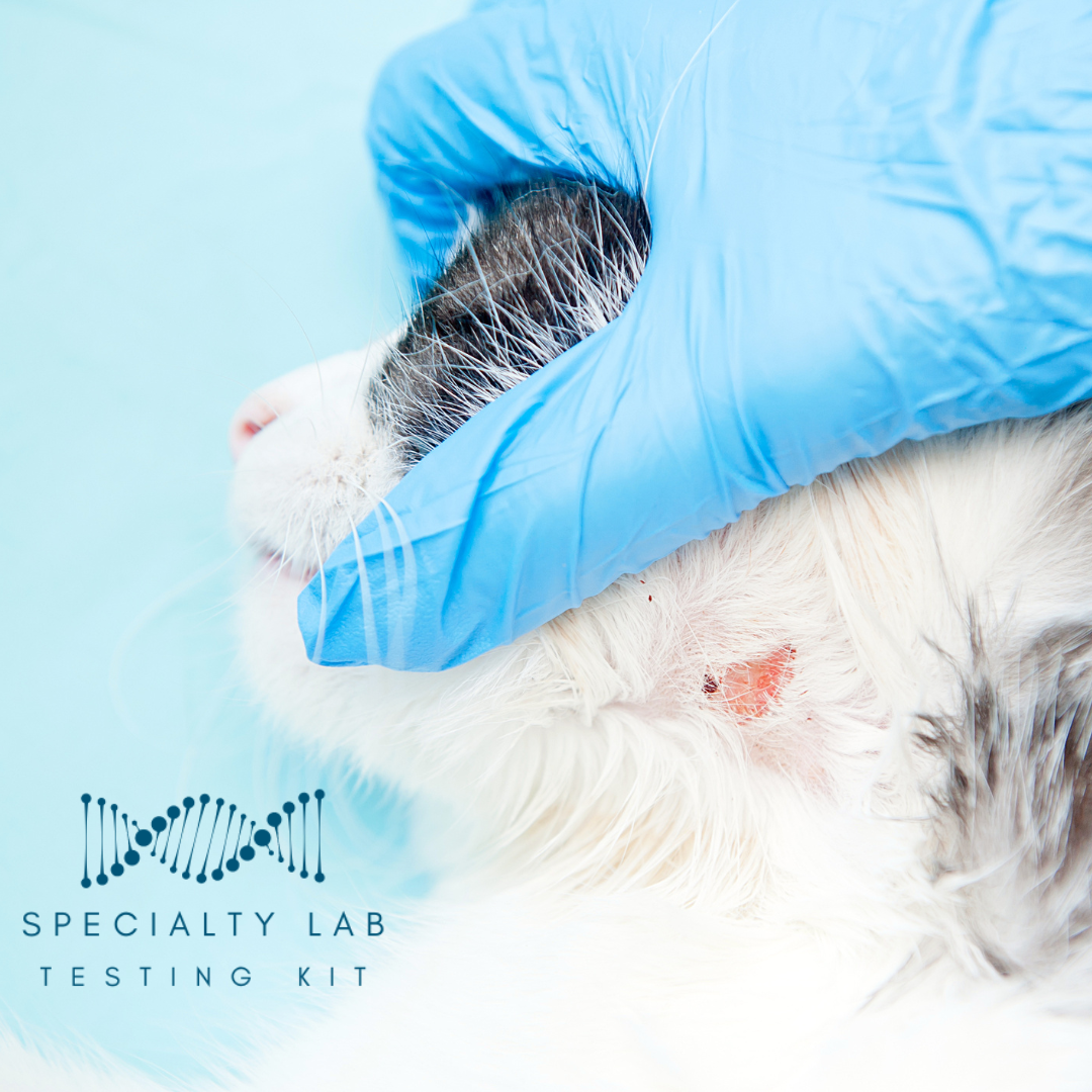 Ringworm PCR Test for Dogs & Cats - At-Home Pet Lab Test | Kedi Labs