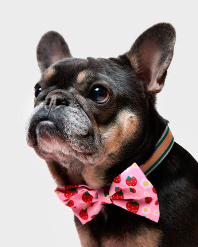 Strawberry Striped Collar & Bowtie