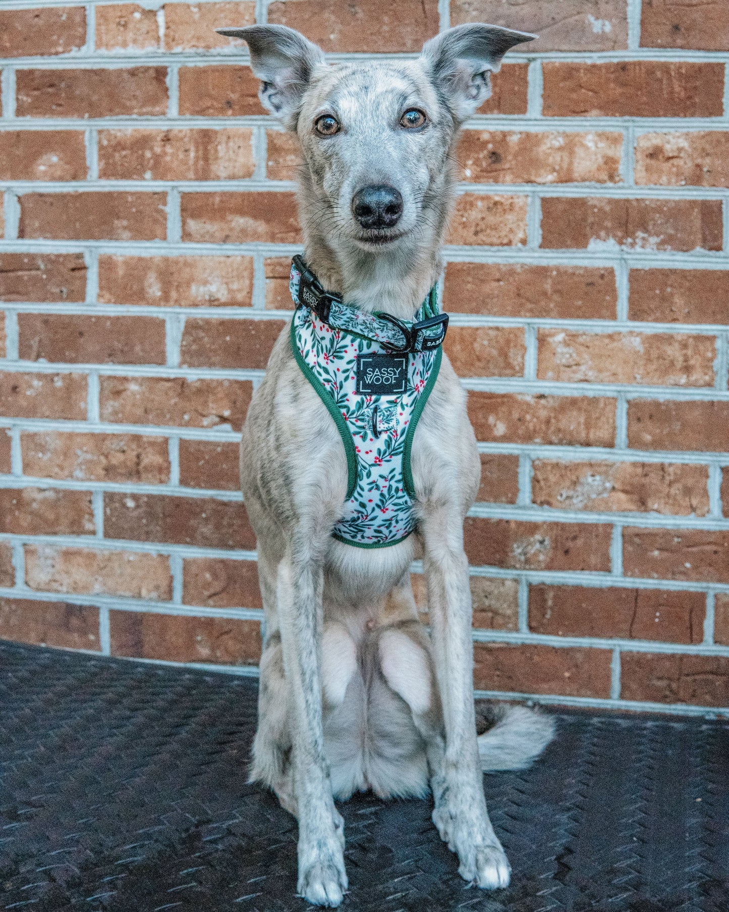 Dog Collar - Under the Mistletoe