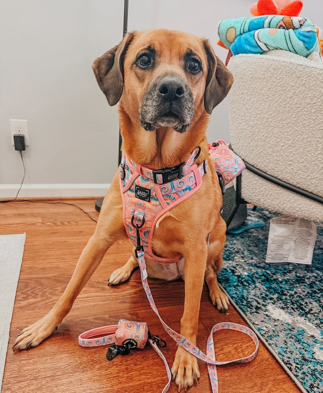 Dog Collar - Good Vibes