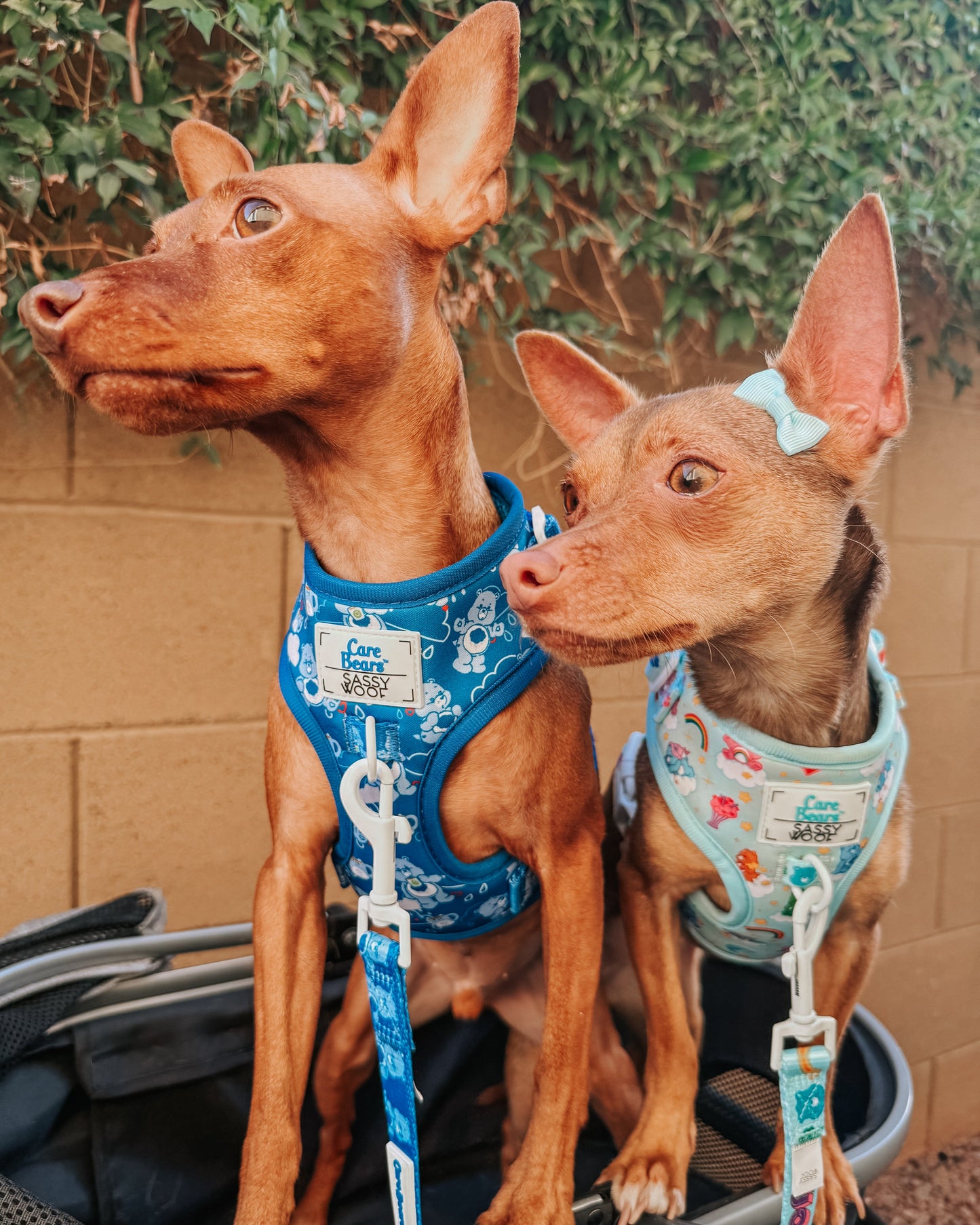 Dog Adjustable Harness - Care Bears™ Care-a-Lot