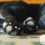 Paw Defense Wax