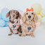 Dog Collar - P.S. I Woof You