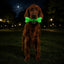 PUP-X Rubber Glow in the Dark Chew Bone Dog Toy - Durable, Floats, Chew Toy for Large Dogs | USA