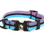 Adventure Dog Collar - Multicolor