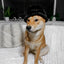 Furi Pet Hat - Noir